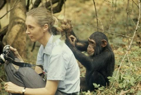 Blondebrainpower:  Dr. Jane Goodall Was Only 26 When She Traveled From England To
