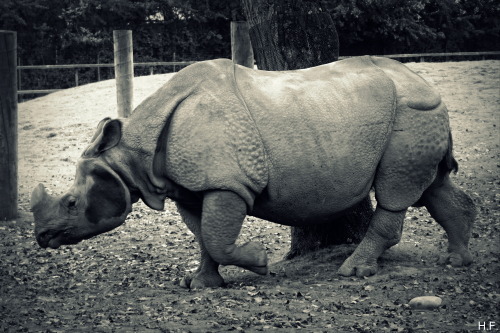 Rhinoceros, Chester Zoo.