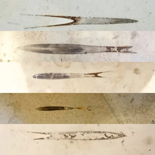 hamiltonlaura:A selection of belemnite fossils from a shopping centre in Birmingham, UK.