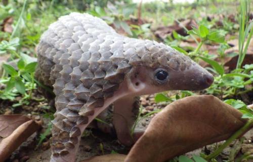 thecutestofthecute:Rescued baby Pangolin. Cutest armoured critter. By Niveks