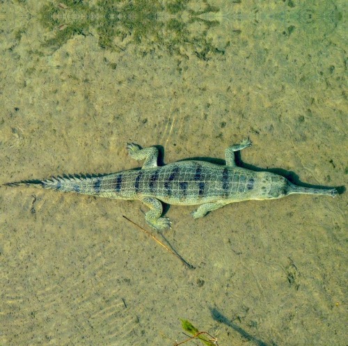 Croc Colours And Patterns
