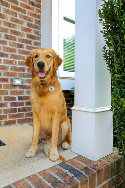 guidedogintraining:
“ 11 months of Stella.
2 months old to 13 months old.
”