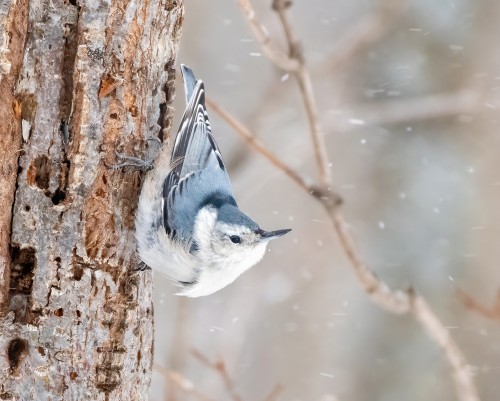 Nuthatches being L-shapedChris Tosdevin (red-breasted) / Santiago Caballero Carrera (euras