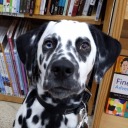 dalmatian-of-the-west avatar