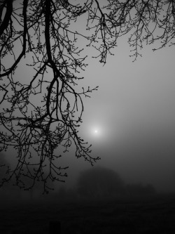 photosworthseeing:  mhplanet:  foggy landscape