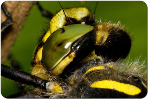 Cordulegaster boltonii - Golden-ringed Dragonfly by Sprigo on Flickr.Cordulegaster boltonii