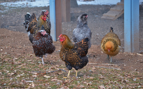 idess: Took some photos of our flock yesterday :3 It was pretty cold so I got a lot of cute fluffed