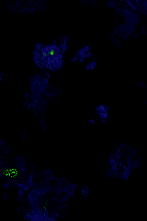 Protobacillus