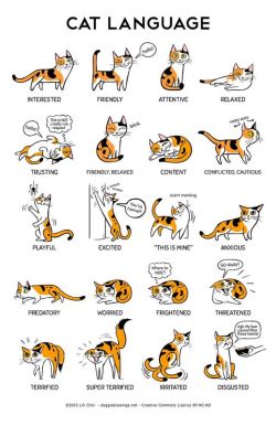 amandaonwriting:  Cat Language Print by doggiedrawings 