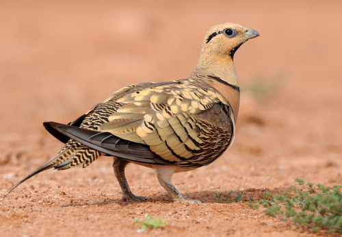 Pin-tailed Sandgrouse (Pterocles alchata) >>by Rudolf Bigler