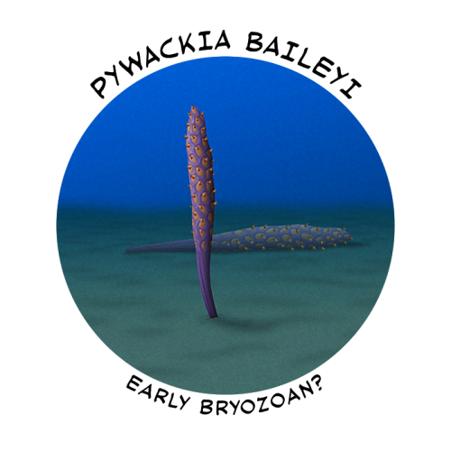 Cambrian Explosion Month #27: Phylum Ectoprocta &amp; Phylum EntoproctaEctoprocts, common known as b