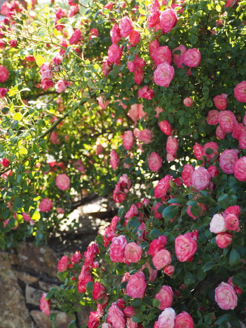 forgottenmorsecode:Rose season