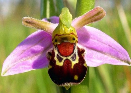 Laughing Bumble Bee Orchid (Ophrys bomybliflora)
