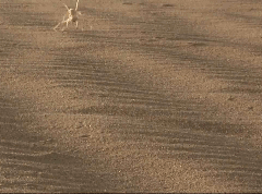 imnotaustinpowers:  queenbeereginageorge:  thingsofthewild:  ftcreature:  The Featured Creature: They See Me Rollin’: New Cartwheeling Flic-flac Spider Discovered Not much is known about their biology or ecology, except that they’re really freakin’