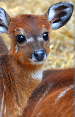 drxgonfly:  Bambi (by BEPz2009)