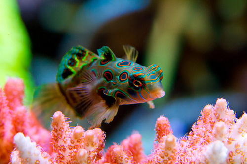 fishhobbyist:Mandarin Goby by Life_Captured_Photo on Flickr.If I ever have a saltwater tank, I want 