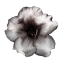 oexinev
