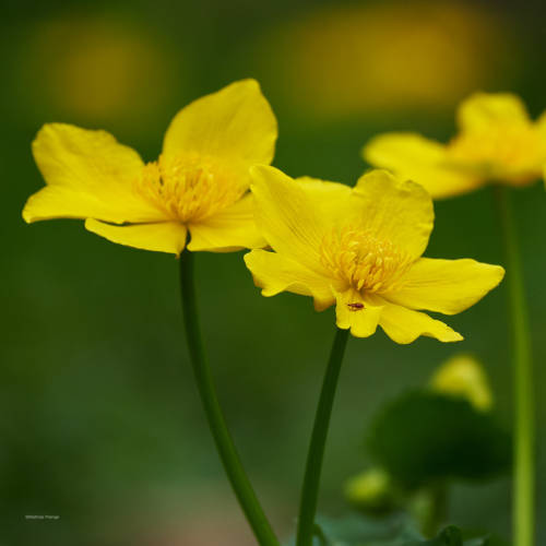 The beauty of the marsh marigold