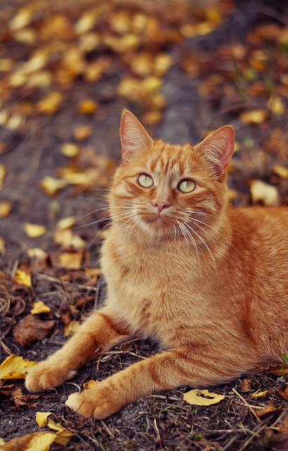 catycat21:The Autumn colors III by ~ Jessy Simon ~ 700k views ♥ on Flickr.