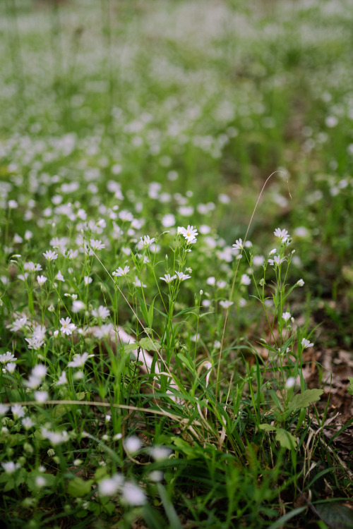 bokeh photography