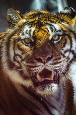 jrxdn:  Tiger | J