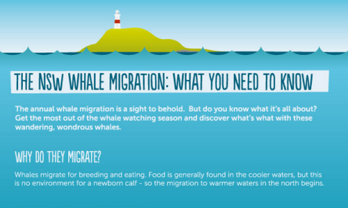 Want to learn more about the Australian whale migration? Head over to http://www.wildaboutwhales.com