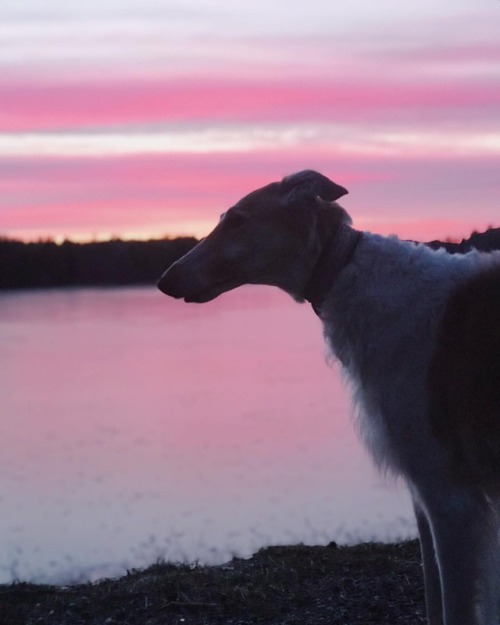 Sunset zoi #koira #borzoi #sighthound #sunsetdog #vårkänslor #hundliv #bestwoof (på/i Stockholm, Sw