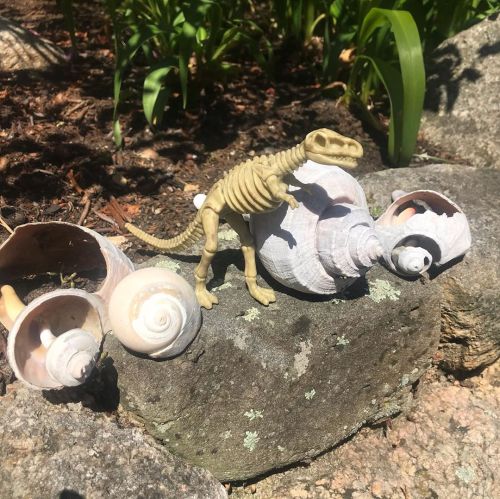 Because, what else is there to do? #dinosaur #shells #socialdistancing (at Vineyard Haven, Massachus