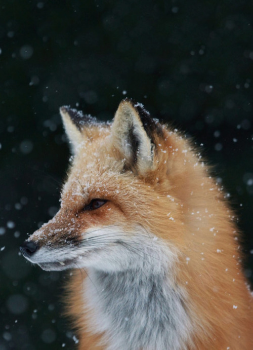 thelittleredfox:  by Christopher MacDonald