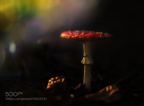 macrophotograph:mushroom