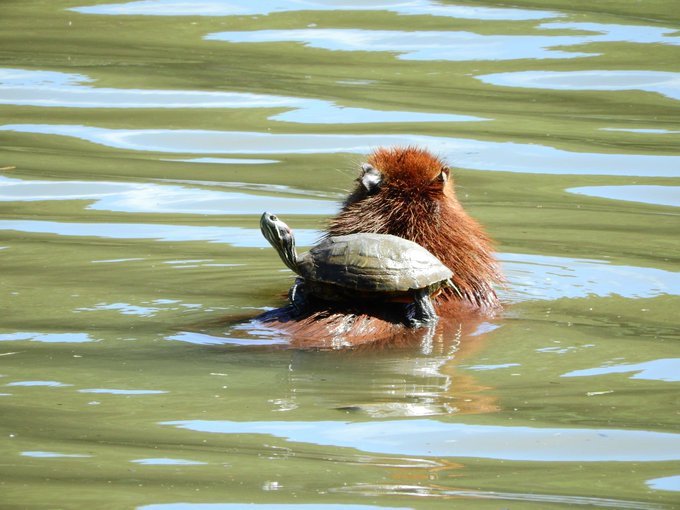 A turtle hitches a ride across a river