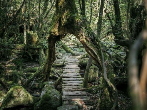 celtic-core:Living in the woods~