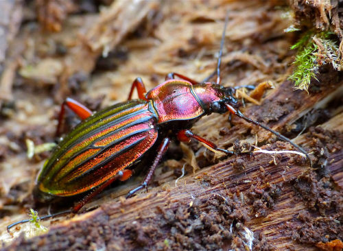 onenicebugperday:Metallic slug hunter, Carabus auronitens, CarabidaeFound throughout Europe, primari