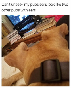 welele:  Cuando las orejas de tu perro parecen otras cabezas de perro con orejas que parecen otras cabezas de perro.