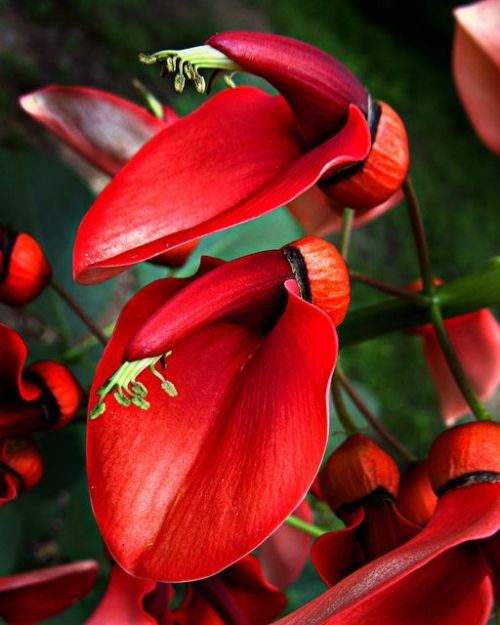 coisasdetere:Ceibo (Erythrina crista-galli), Argentina.