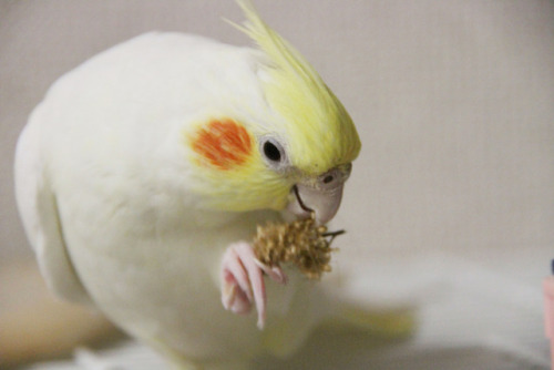 petbird