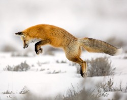 beautiful-wildlife:  Flying High by Hisham
