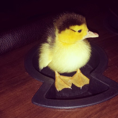 clarissamaria22-blog:If I fits, I sits.Cupholder duckie.#ducks #ducklings #petsofinstagram