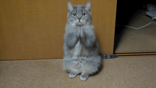 Cat Gifs