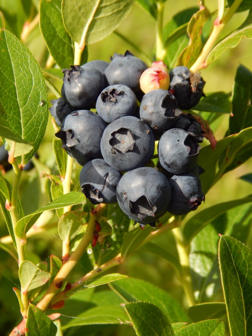 Vaccinium corymbosum, pensasmustikka