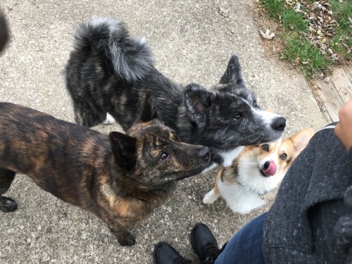 yowulf: My gang! From left to right.. Noodle (5 year old Kai Ken) Kubo (5 month old Japanese Akita*)