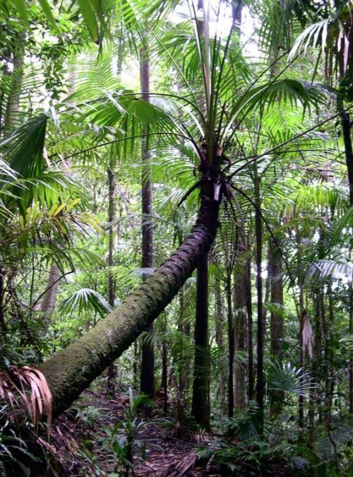 moroccan-elephants: oceaniatropics: Palm Grove, Manorina National Park, SE Queensland, Australia 