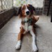 riley-coyotl:Portraits with Juniper