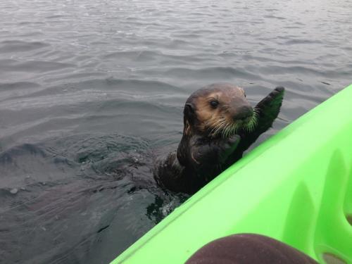 unclefather:  badrapper:  awwww-cute:  Went kayaking with my girlfriend and we made the cutest friend!  excuse me WHY are his hands up i cant handle this  pick him up   Awww goals!