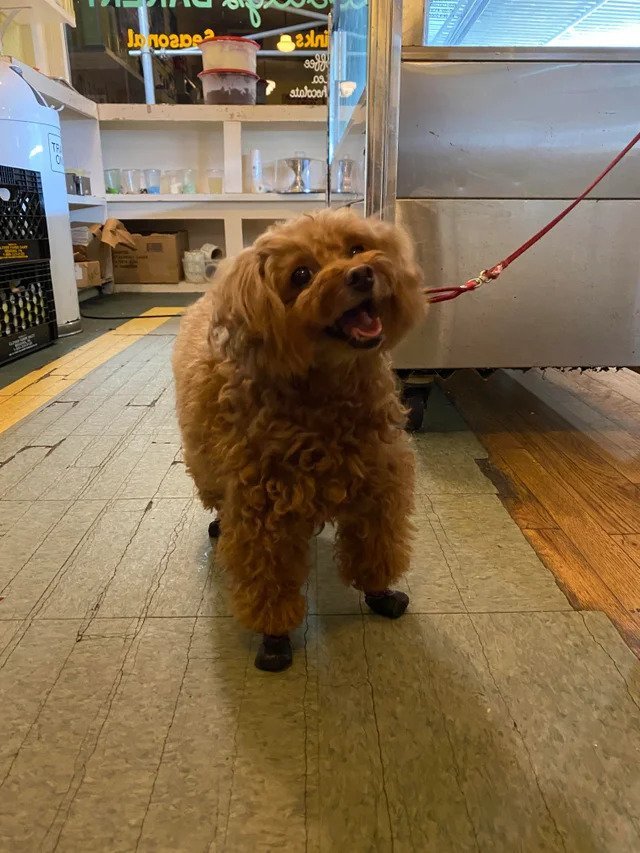 “This wee lady that has been stopping by the bakery I work at all week”  (Source)