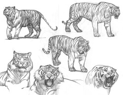 ryanlangdraws:  Some old tiger studies for