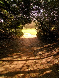 vwcampervan-aldridge:Hole in the Holly Trees,