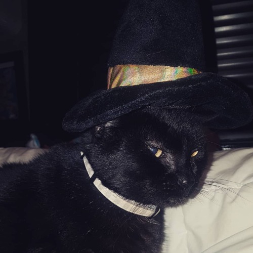 He’s so funny… #salem #costume #petcostume #blackcat #blackkitty #halloween #cat #dress