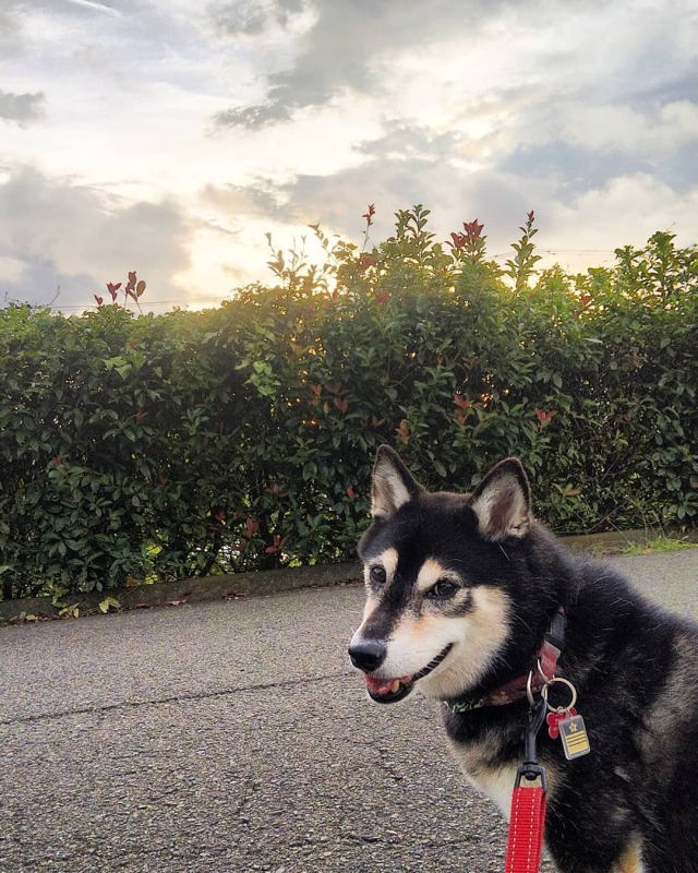 柴犬起秋 Explore Tumblr Posts And Blogs Tumgir 柴犬起秋 Explore Tumblr Posts And Blogs Tumgir