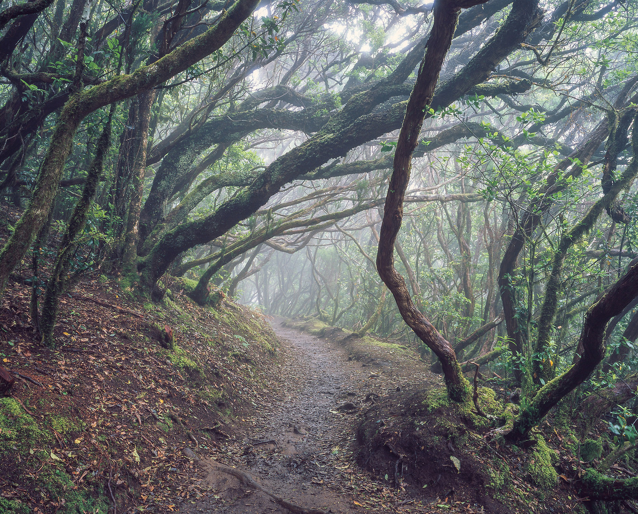 90377:  Path - Anaga by rachel_thecat   